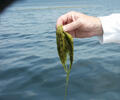 Green Algae
