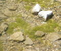 Shoreline accumulations of Spirogyra (green algae) 
