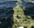 Green Algae