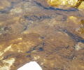 Submerged Spirogyra (green algae) 
