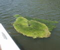 Floating mass of Spirogyra and Mougeotia (green algae)