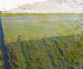 Submerged Spirogyra (green algae)