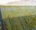 Submerged Spirogyra (green algae)