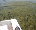 Floating clumps of Ulothrix (green algae) 
