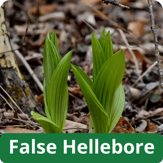False Hellebore