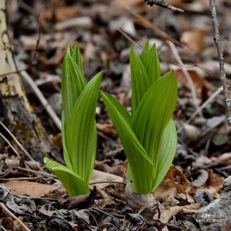 young false hellebore (Veratrum viride)