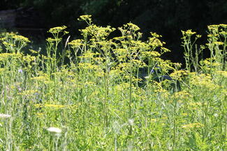 wild (poison) parsnip (Pastinaca sativa L.)