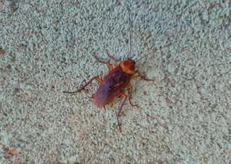A cockroach on a wall.