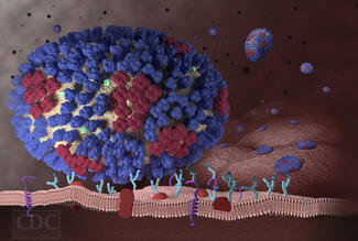 Influenza digital representation