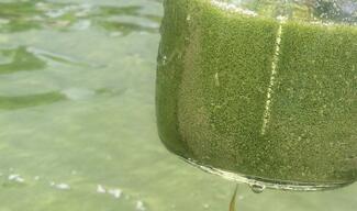 cyanobacteria and water in a jar