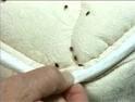 bed bugs on a mattress