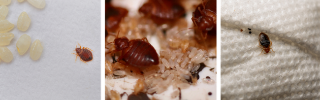 Images of bedbugs and their eggs up close.