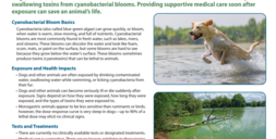 Veterinarian Reference for Cyanobacterial Blooms preview