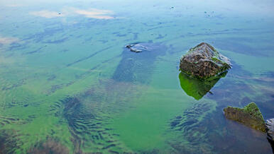 cyanobacteria in water