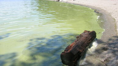 ENV_RW_Cyanobacteria6.JPG